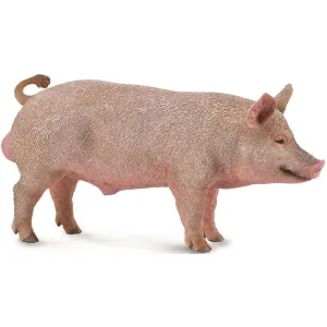 Collecta Toys CollectA | Boar (M)