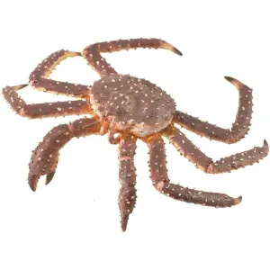 Collecta Toys CollectA | King Crab (XL)