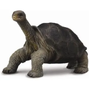 Collecta Toys CollectA | Tortoise Pinta Island (M)