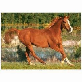Galloping Horse